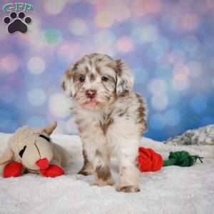 Lucy, Mini Goldendoodle Puppy